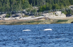 Delphinapterus leucas