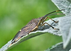 Poecilometis strigatus