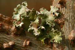 Parmotrema hypotropum