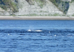 Delphinapterus leucas