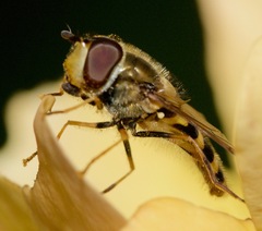 Syrphus torvus