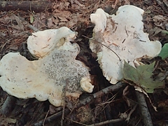 Lactifluus subvellereus