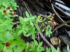 Hypericum ellipticum
