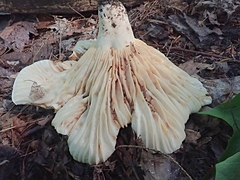 Lactifluus subvellereus