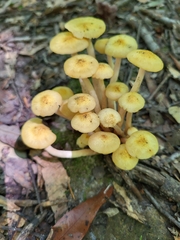 Desarmillaria