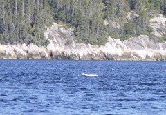 Delphinapterus leucas