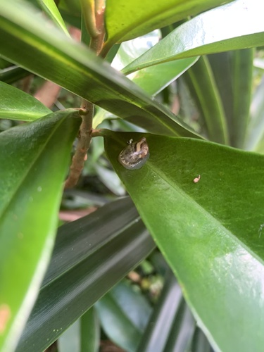 Boninosuccinea ogasawarae, 2022-09-09