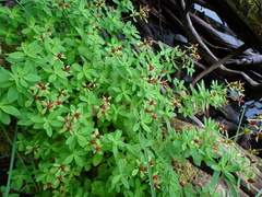 Hypericum ellipticum