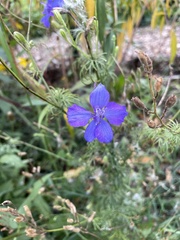 Ranunculaceae