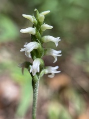 Spiranthes ovalis erostellata