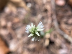 Spiranthes ovalis erostellata
