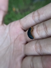 Monocesta coryli