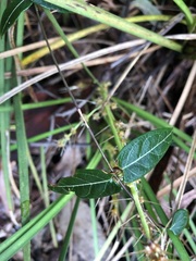 Parsonsia