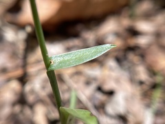 Spiranthes ovalis erostellata