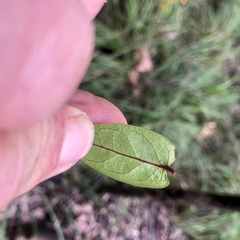 Parsonsia