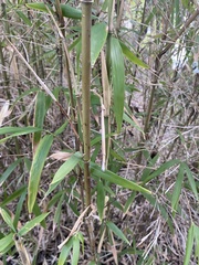 Phyllostachys aurea