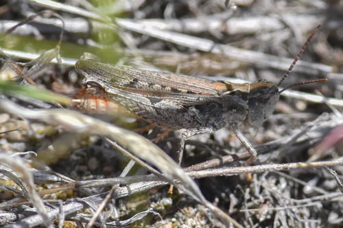 Brown-Spotted Range Grasshopper