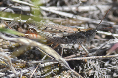 Psoloessa delicatula