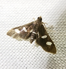 Desmia