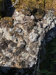 Somatochlora semicircularis