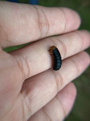 Monocesta coryli