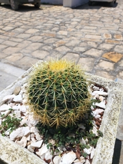 Kroenleinia grusonii