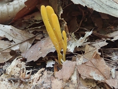 Clavariaceae