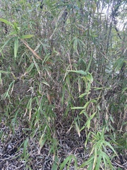 Phyllostachys aurea