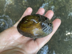 Ortmanniana ligamentina