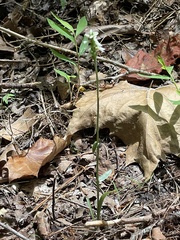 Spiranthes ovalis erostellata