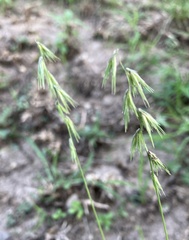 Bouteloua rigidiseta