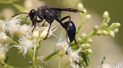 Stangeella cyaniventris
