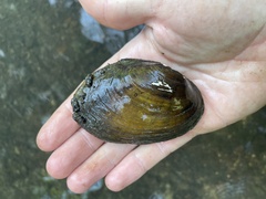 Ortmanniana ligamentina