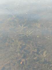 Potamogeton alpinus
