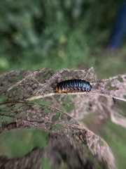 Monocesta coryli