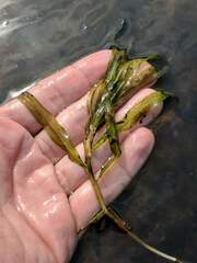 Potamogeton alpinus