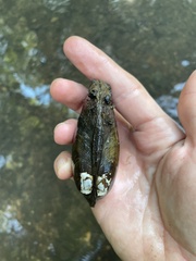 Ortmanniana ligamentina