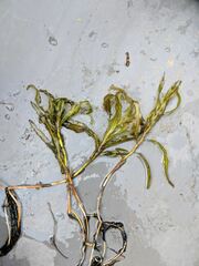 Potamogeton alpinus