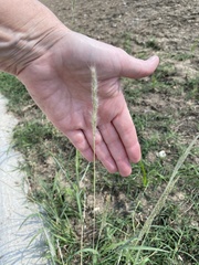 Bothriochloa laguroides