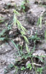 Bouteloua rigidiseta