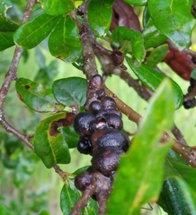 Disholcaspis quercusvirens