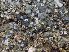 Littorininae