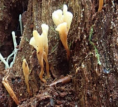 Clavariaceae