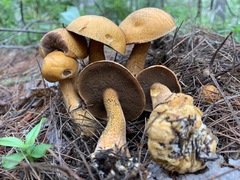Suillus punctipes