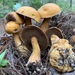 Spicy Suillus - Photo (c) Alfredo Justo, some rights reserved (CC BY-NC), uploaded by Alfredo Justo