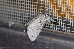 Pseudopanthea palata