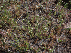 Caryophyllaceae