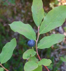 Vaccinium ovalifolium