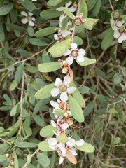 Leptospermum laevigatum