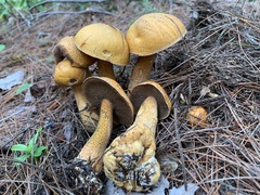 Suillus punctipes